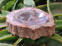 Polished Red Podocarpus Petrified Wood Bowls x 2 From Mahajanga, Madagascar