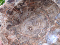 Polished Red Podocarpus Petrified Wood Bowls x 2 From Mahajanga, Madagascar