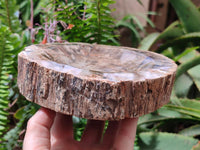 Polished Red Podocarpus Petrified Wood Bowls x 2 From Mahajanga, Madagascar
