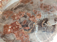 Polished Red Podocarpus Petrified Wood Bowls x 2 From Mahajanga, Madagascar