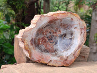 Polished Red Podocarpus Petrified Wood Bowls x 2 From Mahajanga, Madagascar