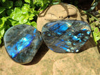 Polished Labradorite Standing Free Forms x 2 From Tulear, Madagascar
