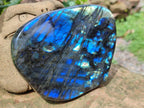 Polished Labradorite Standing Free Forms x 2 From Tulear, Madagascar