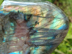 Polished Labradorite Standing Free Forms x 2 From Tulear, Madagascar