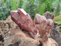 Natural Red Hematoid Quartz Crystals and Clusters x 12 From Karoi, Zimbabwe