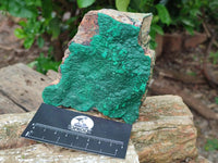Natural Botryoidal Malachite Specimen x 2 From Congo
