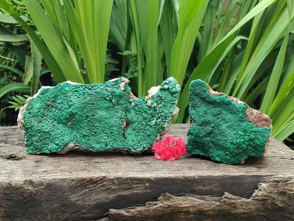 Natural Botryoidal Malachite Specimen x 2 From Congo