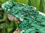 Natural Botryoidal Malachite Specimen x 2 From Congo