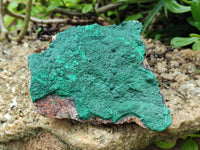 Natural Botryoidal Malachite Specimen x 2 From Congo