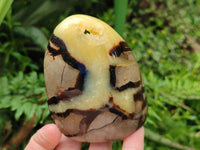 Polished Mixed of Septerye Eggs and Standing Free Forms x 6 From Mahajanga, Madagascar