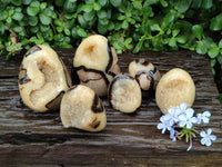 Polished Mixed of Septerye Eggs and Standing Free Forms x 6 From Mahajanga, Madagascar