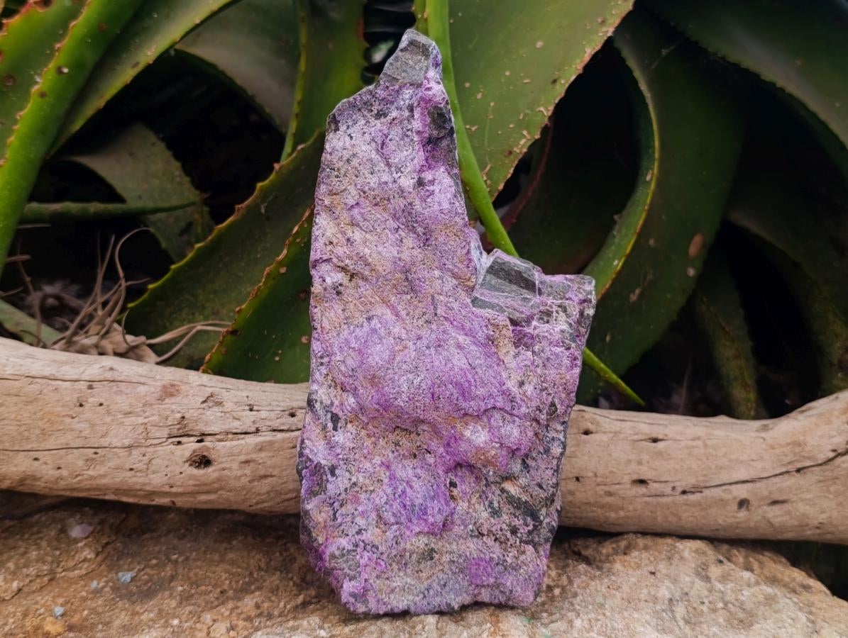 Natural Stichtite Cobbed Specimens x 2 From Barberton, South Africa