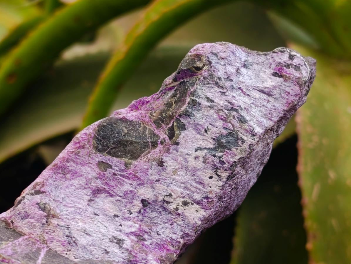 Natural Stichtite Cobbed Specimens x 2 From Barberton, South Africa
