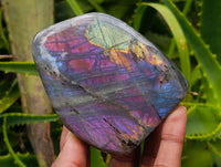 Polished Rare Purple Sunset Flash Labradorite Standing Free Forms x 6 From Tulear, Madagascar