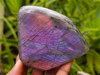 Polished Rare Purple Sunset Flash Labradorite Standing Free Forms x 6 From Tulear, Madagascar