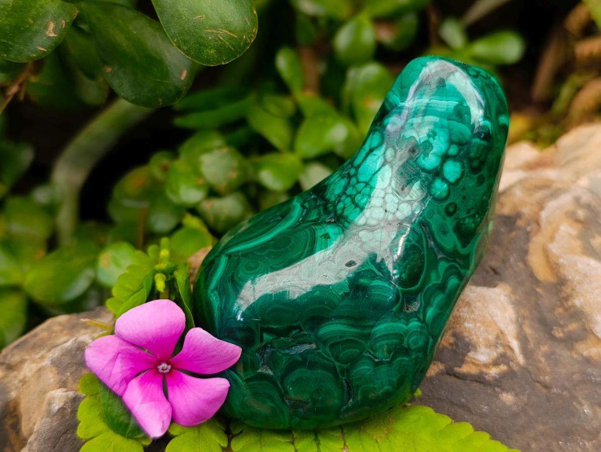 Polished Flower Banded Malachite Free Forms x 3 From Congo