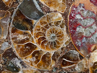Hand Made Ammonite Conglomerate Coffee Table Coasters x 6 From Mahajanga, Madagascar