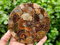 Hand Made Ammonite Conglomerate Coffee Table Coasters x 6 From Mahajanga, Madagascar
