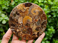 Hand Made Ammonite Conglomerate Coffee Table Coasters x 6 From Mahajanga, Madagascar