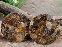 Hand Made Ammonite Conglomerate Coffee Table Coasters x 6 From Mahajanga, Madagascar