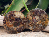 Hand Made Ammonite Conglomerate Coffee Table Coasters x 6 From Mahajanga, Madagascar