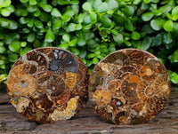 Hand Made Ammonite Conglomerate Coffee Table Coasters x 6 From Mahajanga, Madagascar
