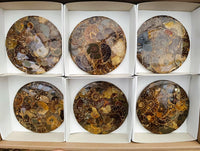 Hand Made Ammonite Conglomerate Coffee Table Coasters x 6 From Mahajanga, Madagascar