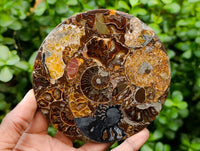 Hand Made Ammonite Conglomerate Coffee Table Coasters x 6 From Mahajanga, Madagascar