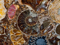 Hand Made Ammonite Conglomerate Coffee Table Coasters x 6 From Mahajanga, Madagascar