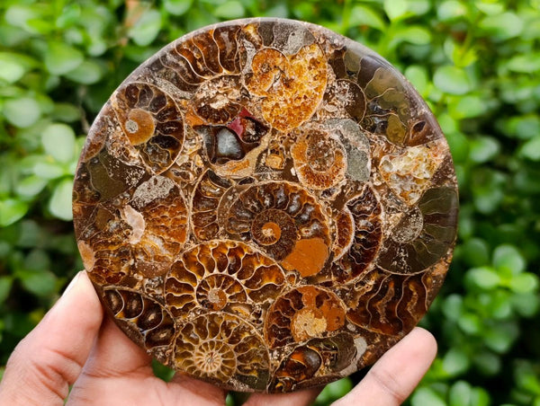 Hand Made Ammonite Conglomerate Coffee Table Coasters x 6 From Mahajanga, Madagascar