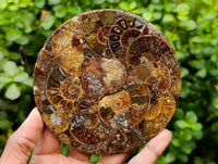 Hand Made Ammonite Conglomerate Coffee Table Coasters x 6 From Mahajanga, Madagascar