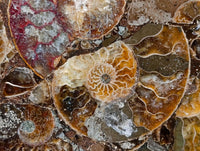 Hand Made Ammonite Conglomerate Coffee Table Coasters x 6 From Mahajanga, Madagascar