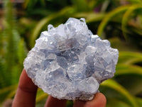 Natural Blue Celestite Geode Specimens x 6 From Sakoany, Madagascar