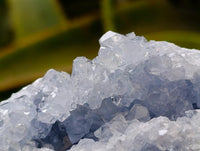 Natural Blue Celestite Geode Specimens x 6 From Sakoany, Madagascar