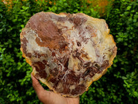 Polished Large Red Podocarpus Petrified Wood Slice x 1 From Mahajanga, Madagascar