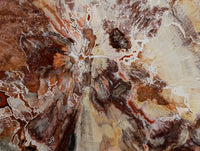 Polished Large Red Podocarpus Petrified Wood Slice x 1 From Mahajanga, Madagascar