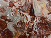 Polished Large Red Podocarpus Petrified Wood Slice x 1 From Mahajanga, Madagascar