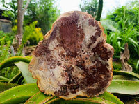 Polished Large Red Podocarpus Petrified Wood Slice x 1 From Mahajanga, Madagascar