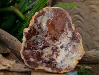 Polished Large Red Podocarpus Petrified Wood Slice x 1 From Mahajanga, Madagascar