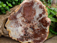 Polished Large Red Podocarpus Petrified Wood Slice x 1 From Mahajanga, Madagascar