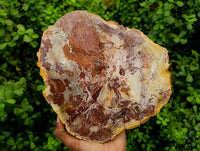 Polished Large Red Podocarpus Petrified Wood Slice x 1 From Mahajanga, Madagascar