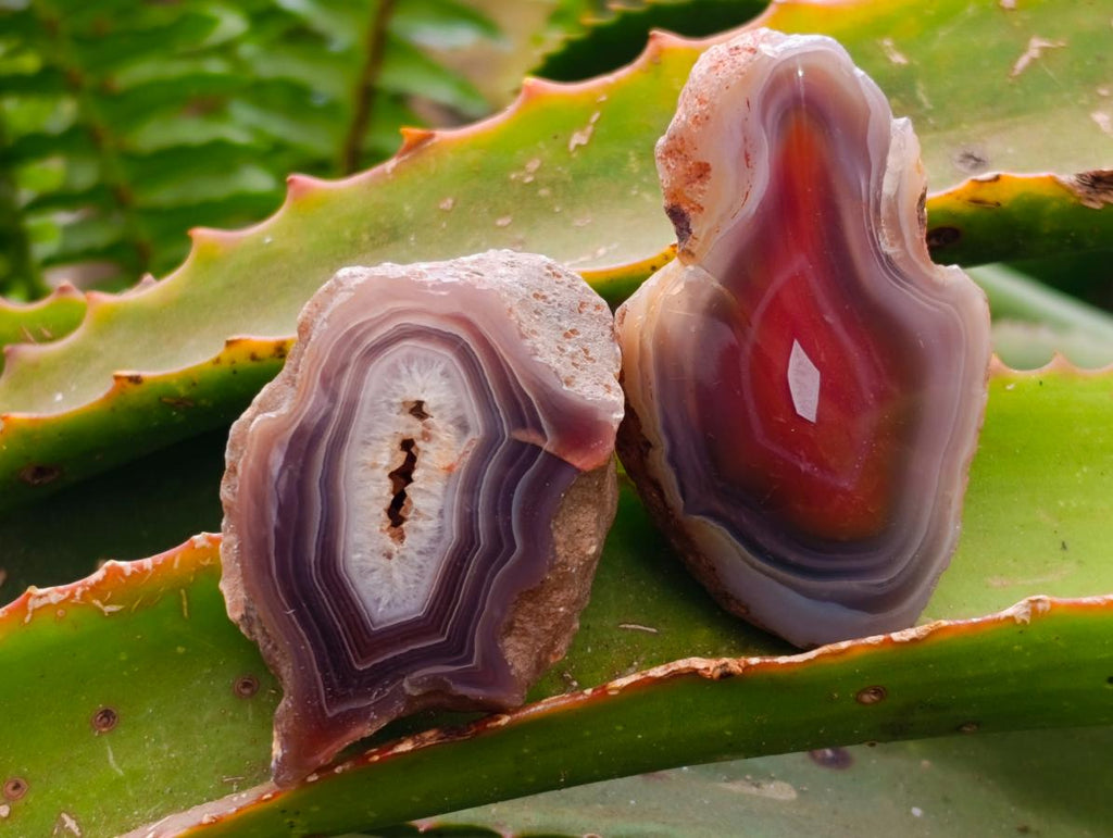 Polished On One Side Red Shashe River Agate Nodules x 35 From Shashe River, Zimbabwe