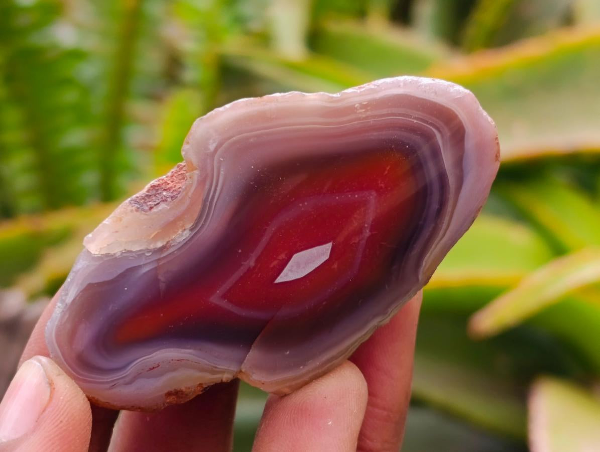 Polished On One Side Red Shashe River Agate Nodules x 35 From Shashe River, Zimbabwe