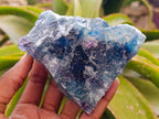 Natural Watermelon Fluorite Cobbed Specimens x 6 From Uis, Namibia