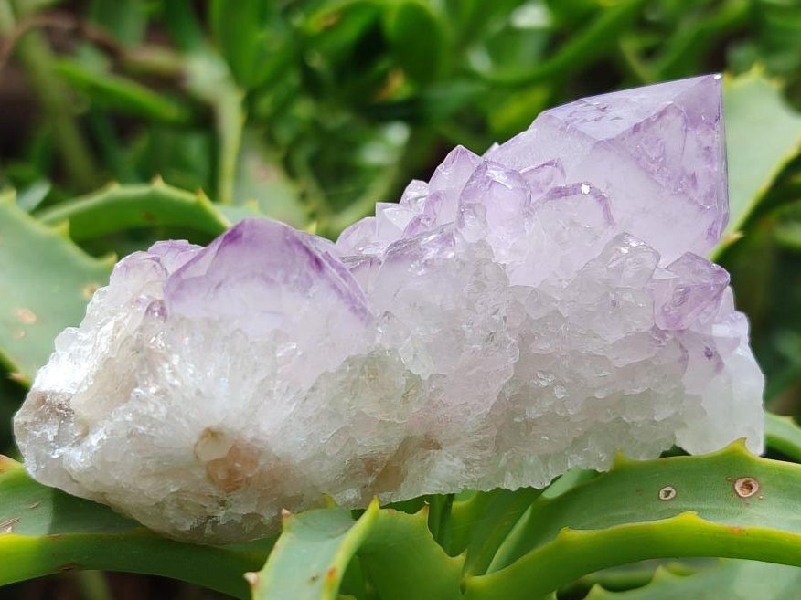 Natural Sunburst Amethyst Spirit Clusters x 12 From Boekenhouthoek, South Africa