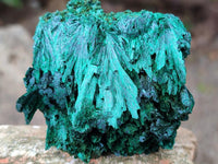 Natural Silky Malachite Specimens x 6 From Kasompe, Congo