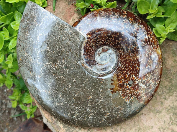 Polished Cleoniceras Jigsaw Ammonite Fossil x 1 From Tulear, Madagascar