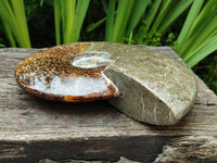 Polished Cleoniceras Jigsaw Ammonite Fossil x 1 From Tulear, Madagascar