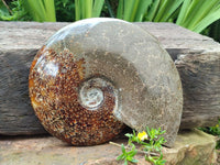 Polished Cleoniceras Jigsaw Ammonite Fossil x 1 From Tulear, Madagascar