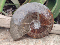 Polished Cleoniceras Jigsaw Ammonite Fossil x 1 From Tulear, Madagascar